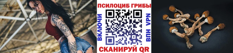 где купить наркотик  Зерноград  Псилоцибиновые грибы Psilocybine cubensis 